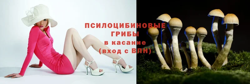 Псилоцибиновые грибы Psilocybe  Майкоп 